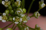 Roadside pennycress 